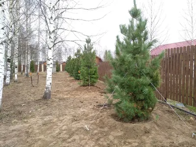 Кедр дальневосточный Pinus koraiensis можно купить недорого с доставкой в  питомнике Любвитский