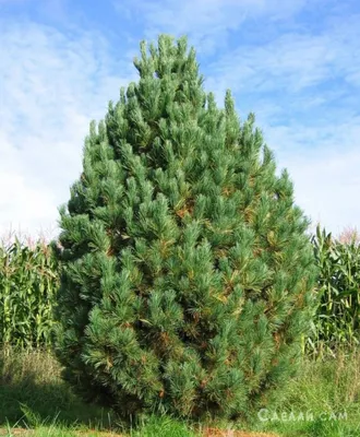 Саженец кедра сибирского/Pinus sibirica WRB 200-220 — цена в Энгельсе,  купить в интернет-магазине, характеристики и отзывы, фото