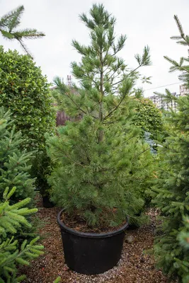 Кедр сибирский Экстра 🌲 по лучшей цене 78000 руб. в Москве - купить  саженцы сибирского кедра Экстра в питомнике «Зеленый Рай»