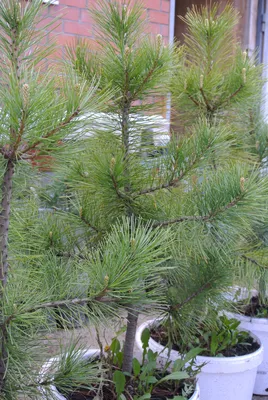 КЕДР СИБИРСКИЙ (PINUS SIBIRICA) — НКО \"NORD-NUC\"