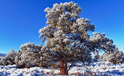 Сосна кедровая сибирская Сосна сибирская Кедр сибирский Pinus sibirica -  купить декоративные и хвойные растения с доставкой по Украине в магазине  Добродар