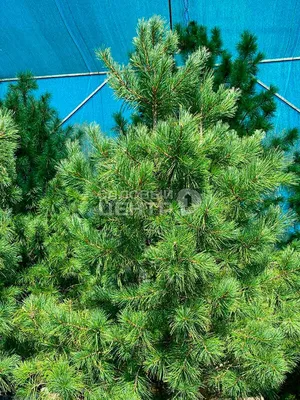 Кедр сибирский (Pinus sibirica): купить саженцы в Екатеринбурге в питомнике  по цене 990.00 Р