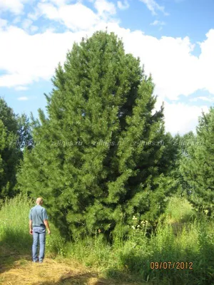 КЕДР СИБИРСКИЙ (PINUS SIBIRICA) — НКО \"NORD-NUC\"