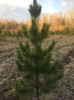 Кедр Сибирский