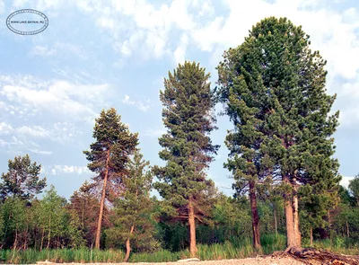 Кедр сибирский Экстра 🌲 по лучшей цене 78000 руб. в Москве - купить  саженцы сибирского кедра Экстра в питомнике «Зеленый Рай»