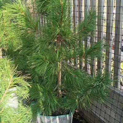 Кедр Сибирский купить (сосна кедровая) (Pinus sibirica) 160-180 см С90 |  Питомник растений Сосны