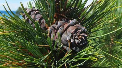 Кедр сибирский (Pinus sibirica)