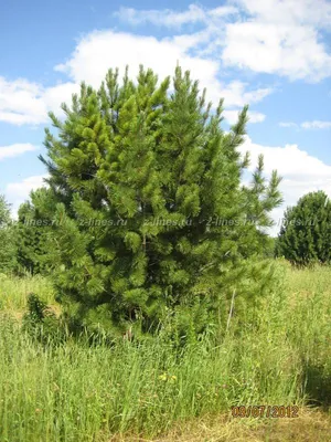 Семена Кедр сибирский (Pinus sibirica), 30 штук | AliExpress