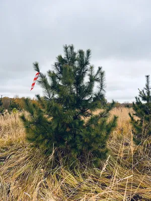 Кедр сибирский \"Pinus sibirica\" купить по цене 88000 рублей от питомника  саженцев и растений Центросад | Фото и консультация по уходу