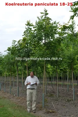 Кельрейтерия - великолепные фотографии для вашего сайта