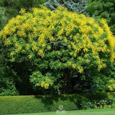 Кельрейтерия - нежное растение на фото в высоком разрешении