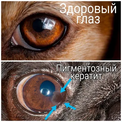 У собаки появилось коричневое пятно на глазу : что это такое? | Александр  Токарев | Дзен