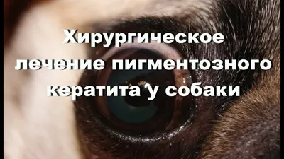 Хирургическое лечение пигментозного кератита у собаки - YouTube