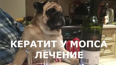 Кератит у мопса. Лечение. - YouTube