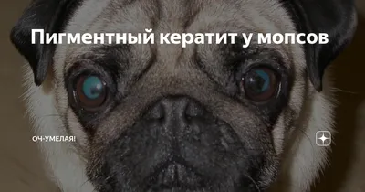 Пигментный кератит у мопсов | Оч-Умелая! | Дзен