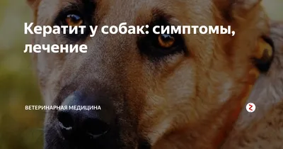 Кератит у собак: симптомы, лечение | Ветеринарная медицина | Дзен