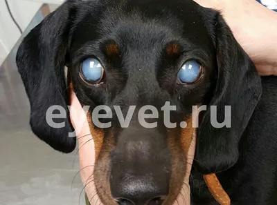 Мазь для глаз домашних животных, Уход за глазами, кошка, собака,  конъективный кератит, слезотеющие глаза, красная язва, капли для глаз |  AliExpress