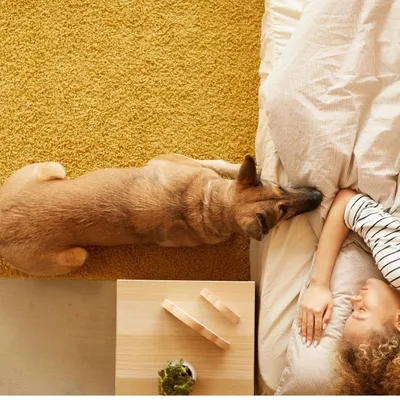 SOFT PAWS - Бальзам для лечения подушечек лап собак Натуральный состав  Эффективен при сухости, трещинах и гиперкератозе. Объем 60мл - купить с  доставкой по выгодным ценам в интернет-магазине OZON (842451686)