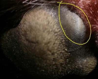 Корочки на носу у собаки, бесплатная консультация ветеринара - вопрос задан  пользователем Анна Козлова про питомца: собака Джек-рассел-терьер