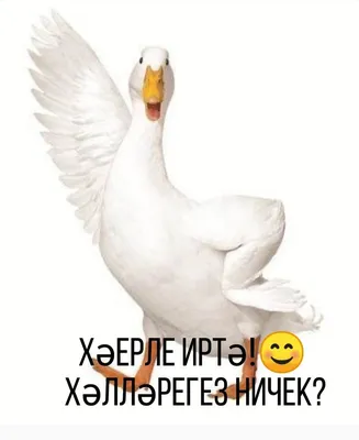 Хәерле иртә!