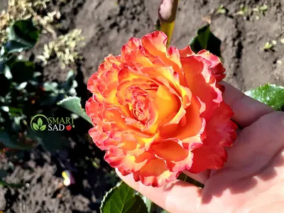 Букет из 51 розы сорта Розы Хай Мэджик (High Magic) 80 см купить в Москве -  цена 6 690 руб c бесплатной доставкой ✿ Интернет-магазин Bella Roza