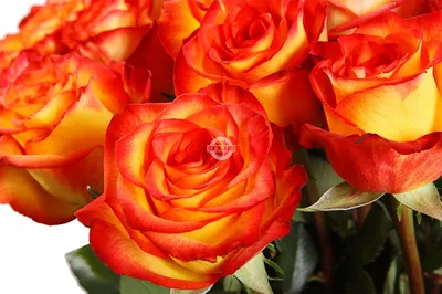 Букет 51 роза Хай Мэджик купить за 15 490 руб. с круглосуточной доставкой |  Мосцветторгком