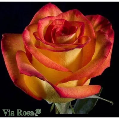 Роза цветная сортовая
