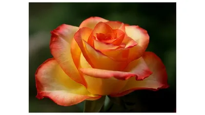 Букет из 25 желто-красных роз Хай Меджик (High Magic) 3400 рублей - Купить  розы дёшево Эквадор 80 руб. Доставка роз СПб 🌹SPBROSA