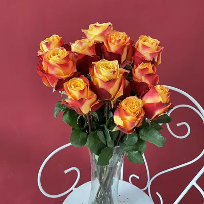 Купить Роза \"Хай Мэджик\" (Rosa High Magic) от 599 руб. в интернет-магазине  Архиленд с доставкой почтой по Москве и в регионы