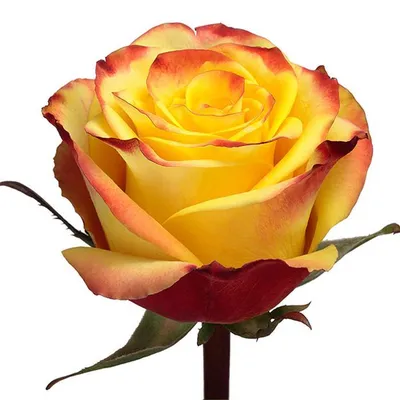 Цветы поштучно Роза Хай меджик 50 см - купить в Оренбурге
