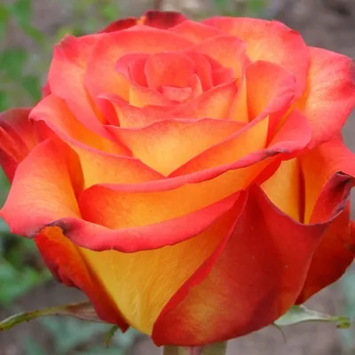 Розы Хай Мэджик (High Magic) - купить в интернет-магазине Rosa Grand