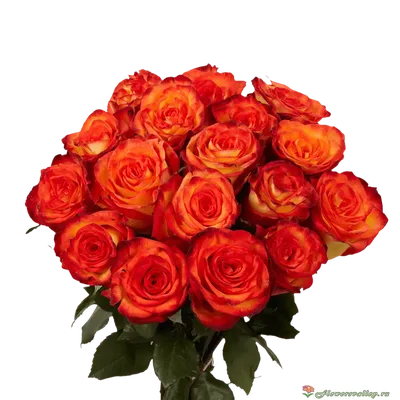 Оранжевые розы (Эквадор), сорт \"Хай Мэджик\", \"Хай Интенс\"