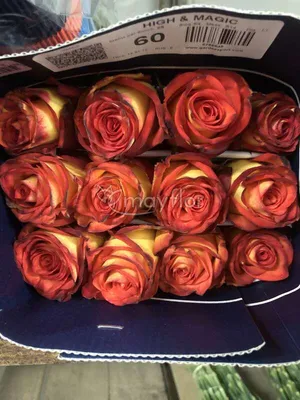 А) 101 Роза \"Хай Меджик\" (Кения) 50 см и скидки в интернет магазине цветов  Роз Новоросс