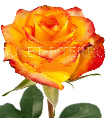Букет 101 рыже-красной розы Хай Мэджик (Эквадор) ‒ купить в салоне цветов  Fresa