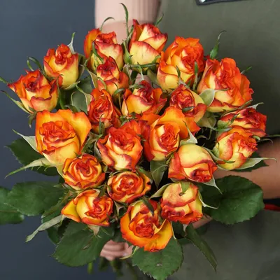 Букет из 21 голландской розы «Хай Мэджик» купить в Краснодаре с доставкой