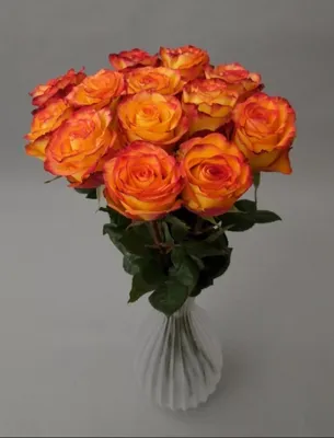 А) 21 Роза \"Хай Меджик\" (Кения) 40 см и скидки в интернет магазине цветов  Роз Новоросс