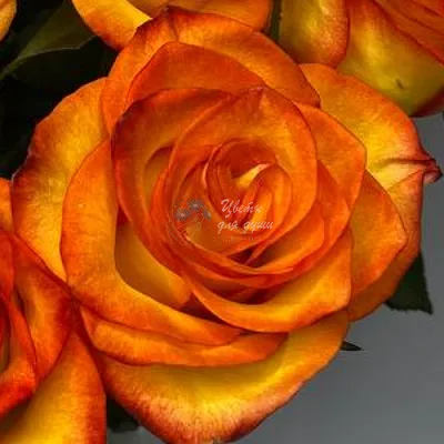 Розы Хай Меджик поштучно заказать в интернет-магазине Роз-Маркет в  Краснодаре по цене 190 руб.