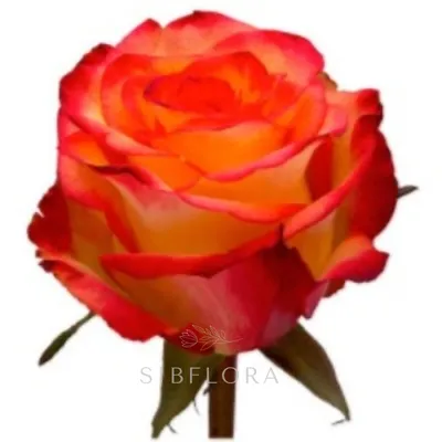 11 роз сорта Хай Меджик 50 см. - купить с доставкой в Омске - Лаванда