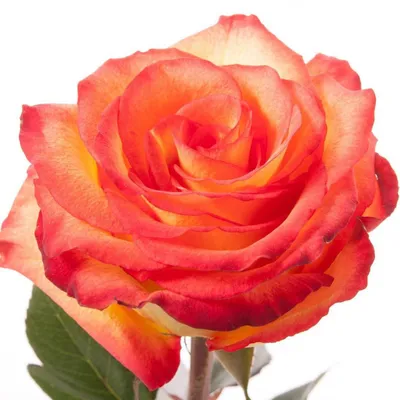 Букет 51 роза Хай Мэджик в корзине купить за 6 290 руб. с доставкой по  Москве в интернет-магазине zhflowers.ru