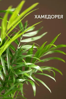 Хамедорея - экзотическое растение: скачайте бесплатно фото