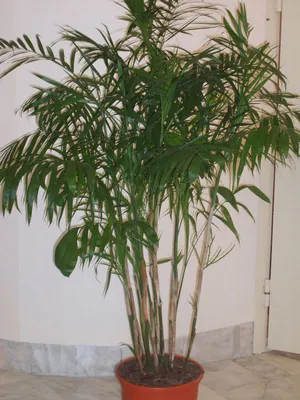 Фото растения Хамедорея: разные форматы для скачивания