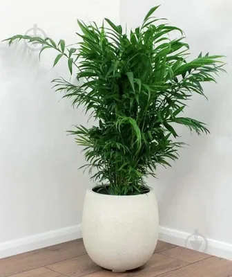 Хамедорея: фото растения в высоком разрешении для украшения пространства
