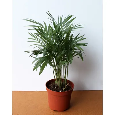 Хамедорея: фото растения для использования в веб-дизайне и печати