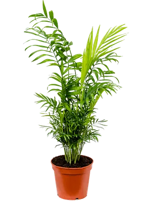 Хамедорея - великолепное растение: скачайте фото в разных форматах