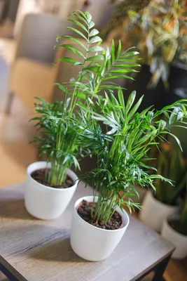 Фото растения Хамедореи: доступно для скачивания в разных форматах