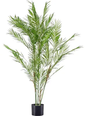 Растение Хамедорея: фото в высоком качестве для использования в дизайне