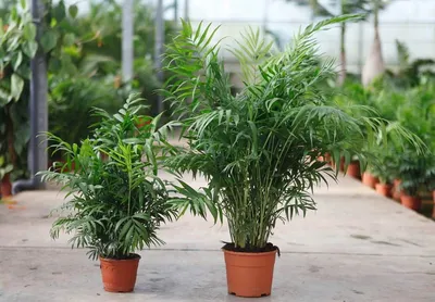 Хамедорея: красота растения в одном фото
