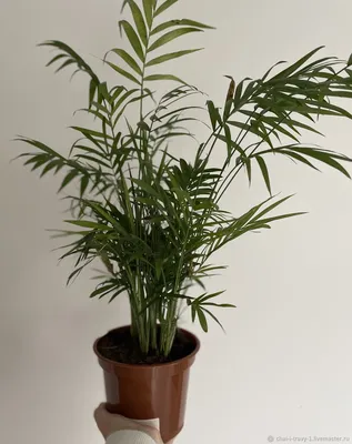 Растение Хамедорея: фотографии в высоком качестве для скачивания