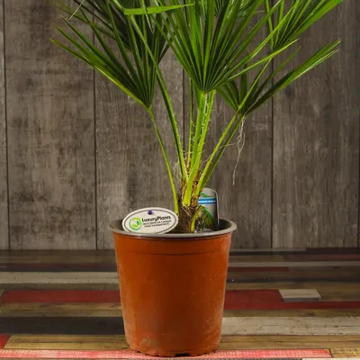 Хамеропс: нежное и красивое растение на фотографиях