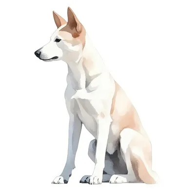 картинки : белый, портрет, smile dog, from shelter, Портрет питомца, полная  длина, Млекопитающее, Позвоночный, Canidae, порода собаки, Плотоядное  животное, Ханаанская собака, Хоккайдо, Корейская собака дзиндо, Норвежский  бухунд, Собака каролины, East ...